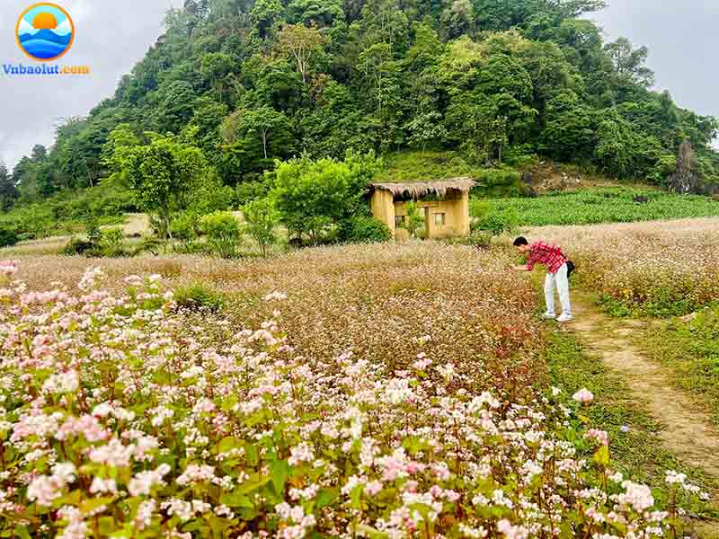 Cánh đồng hoa tam giác mạch ở Hà Giang nở rộ