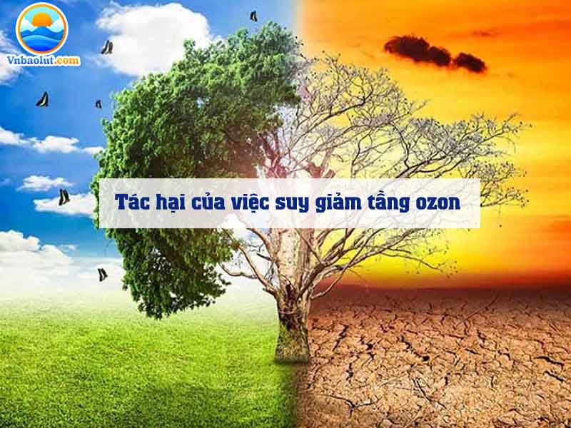 Tác hại của việc suy giảm tầng ozon