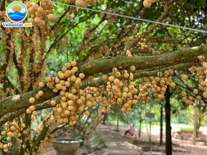 Tài nguyên đất