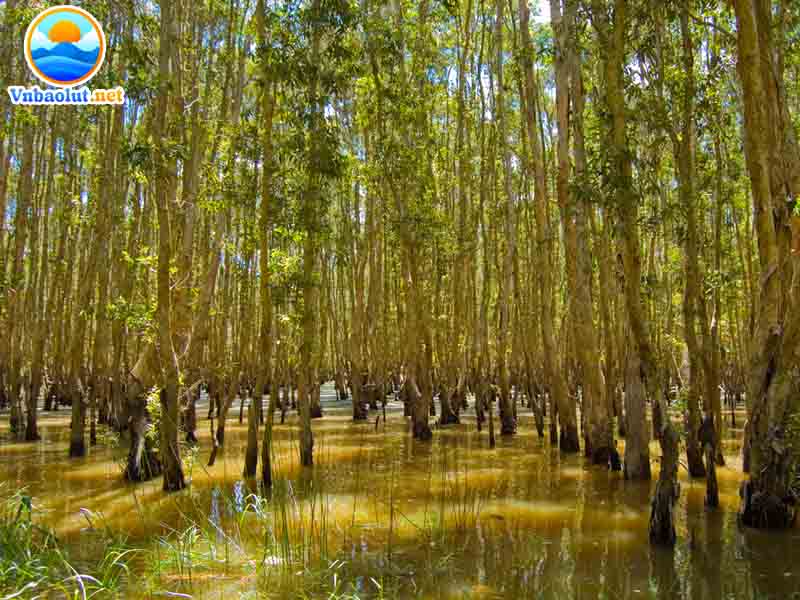 Tài nguyên rừng