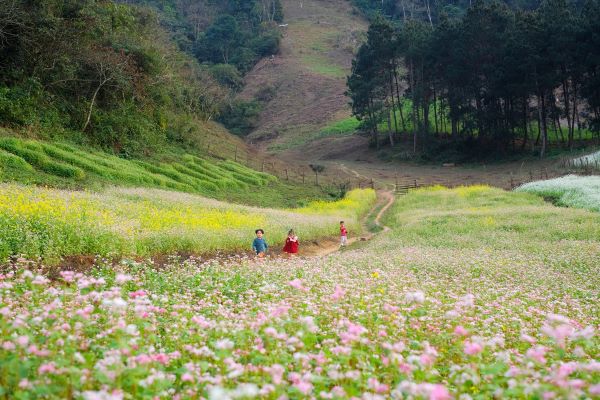 Mùa Hoa Cải Trắng tháng 11-12 tại Sơn La