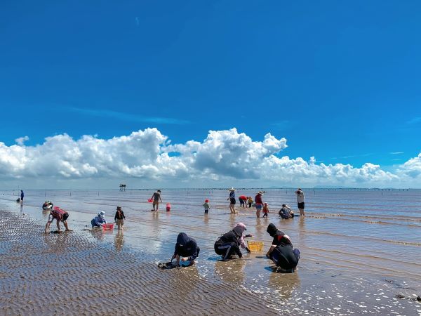 Cào ngêu tại biển Tiền Giang