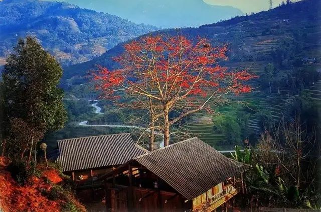 Mùa hoa gạo Hà Giang