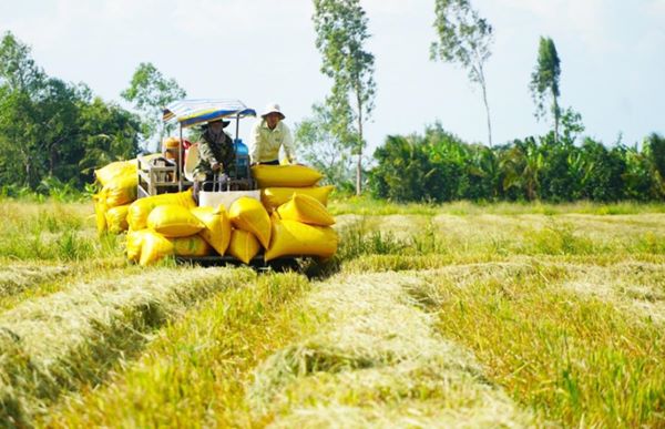 Dự báo thời tiết hỗ trợ cho người nông dân canh tác hiệu quả