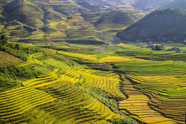 Ruộng bậc thang tại tỉnh Mù Cang Chải